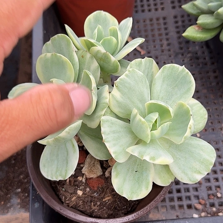 鸡蛋锦惊鸿一物一拍包装收缩花旱