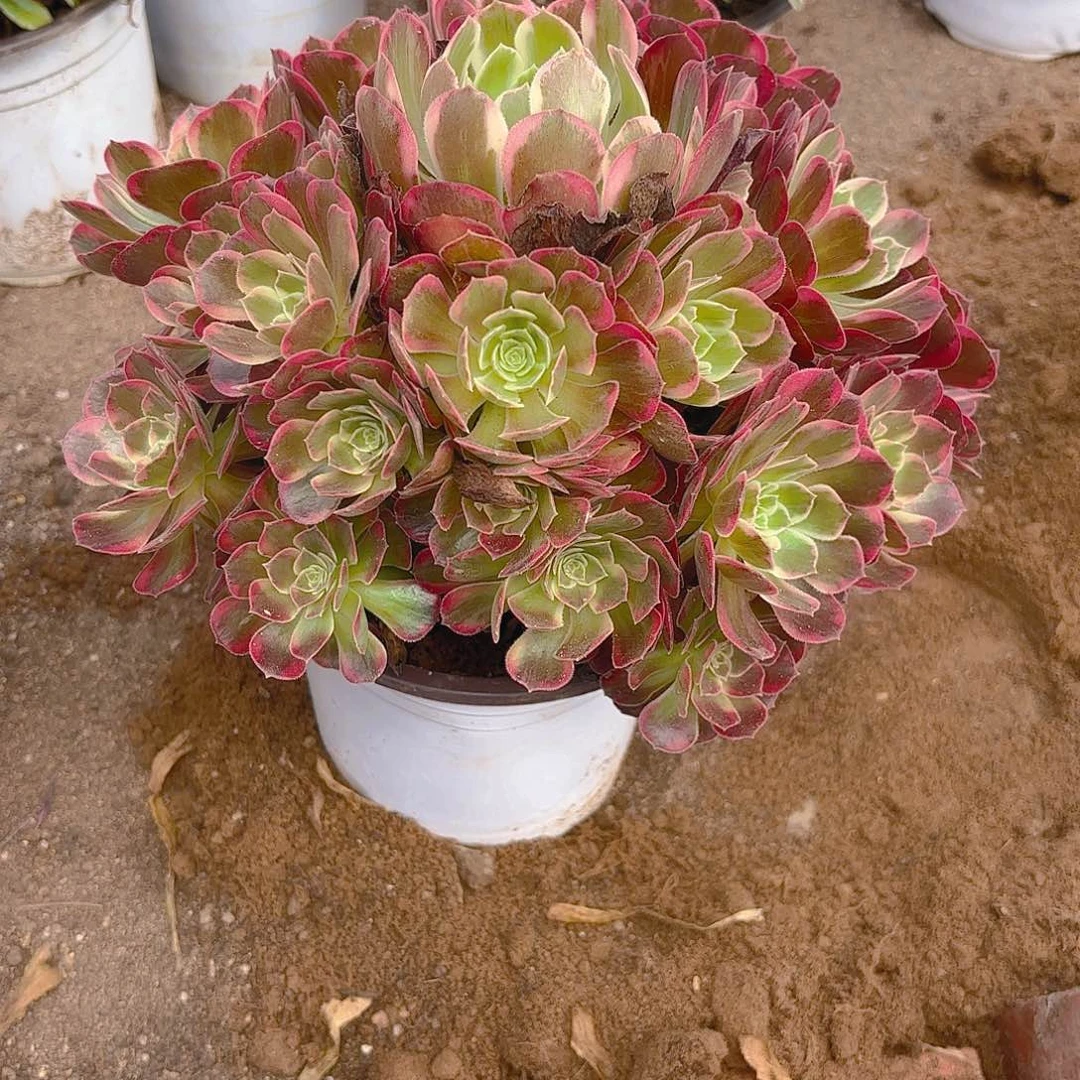 安娜多肉植物手捧