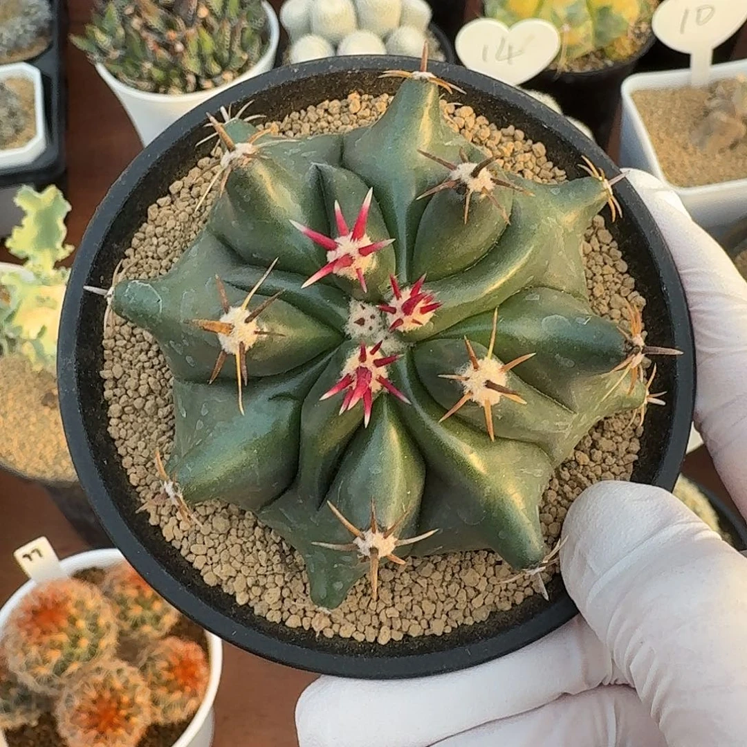 短豪刺巨鹫玉仙人球