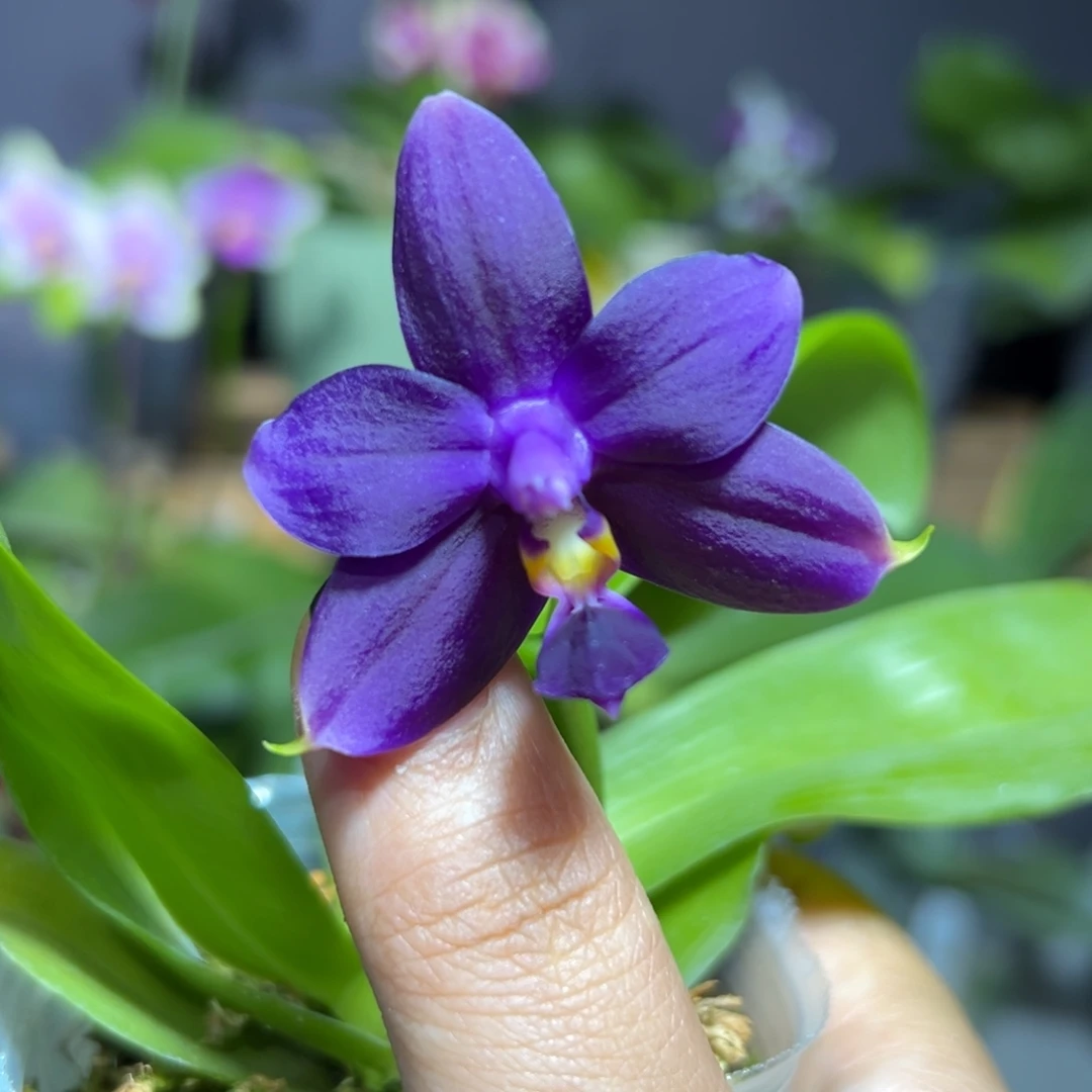 大部分开放少量花苞