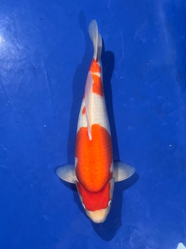 阪井出品紫雨红白锦鲤母（任总R）专拍链接