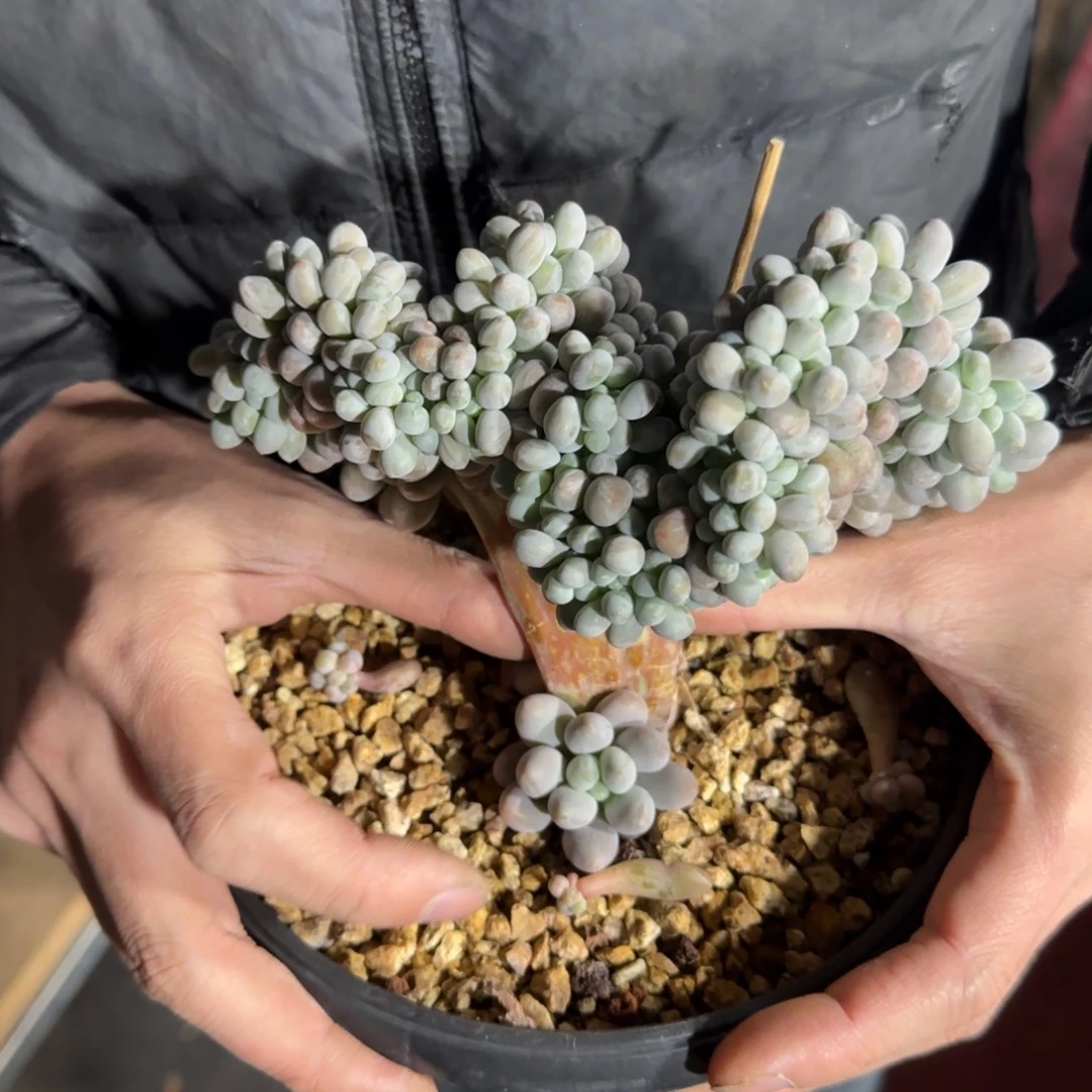 汤圆缀化一物一拍