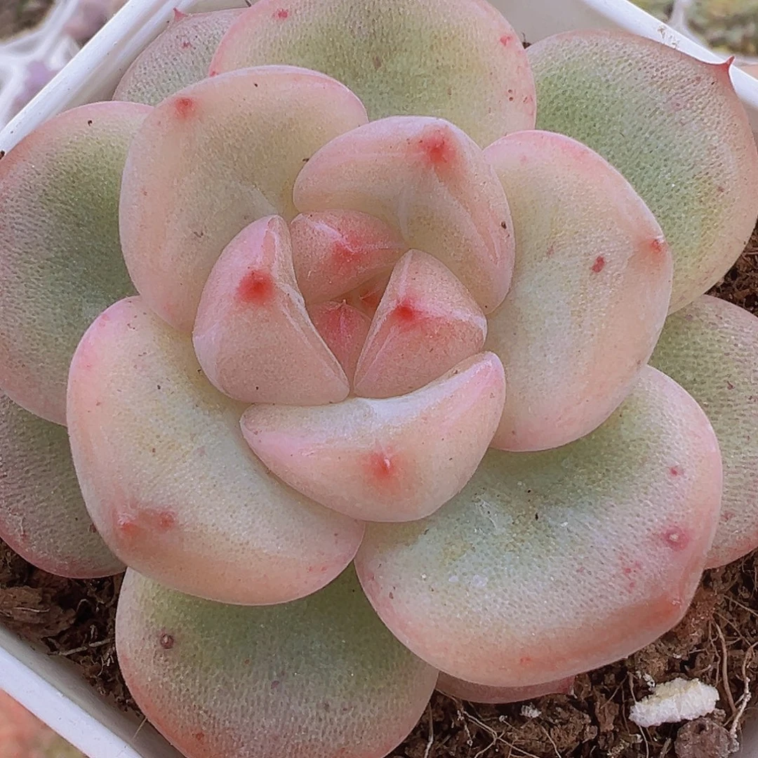 安娜珍妮19包邮多肉植物