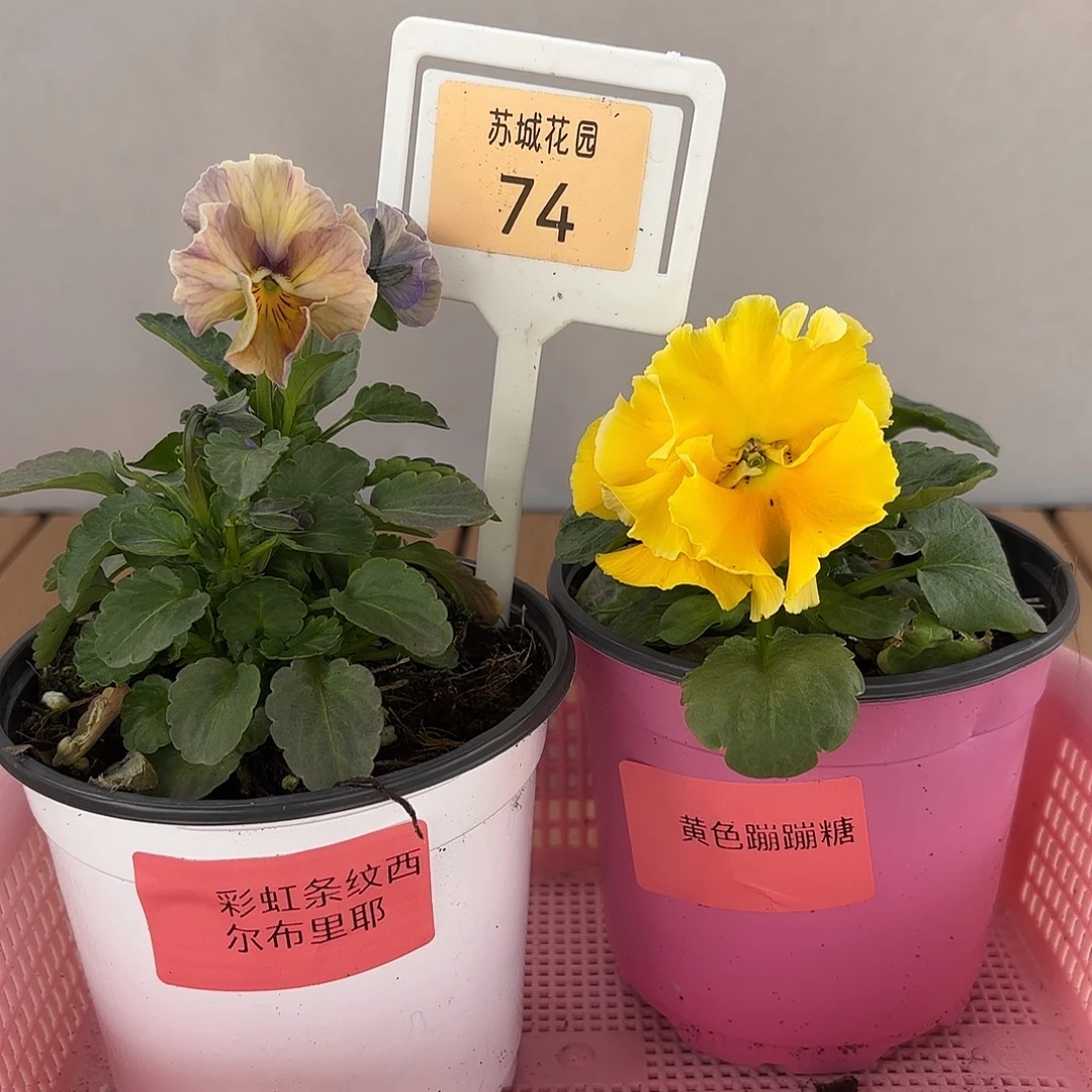 大部分开放少量花苞74