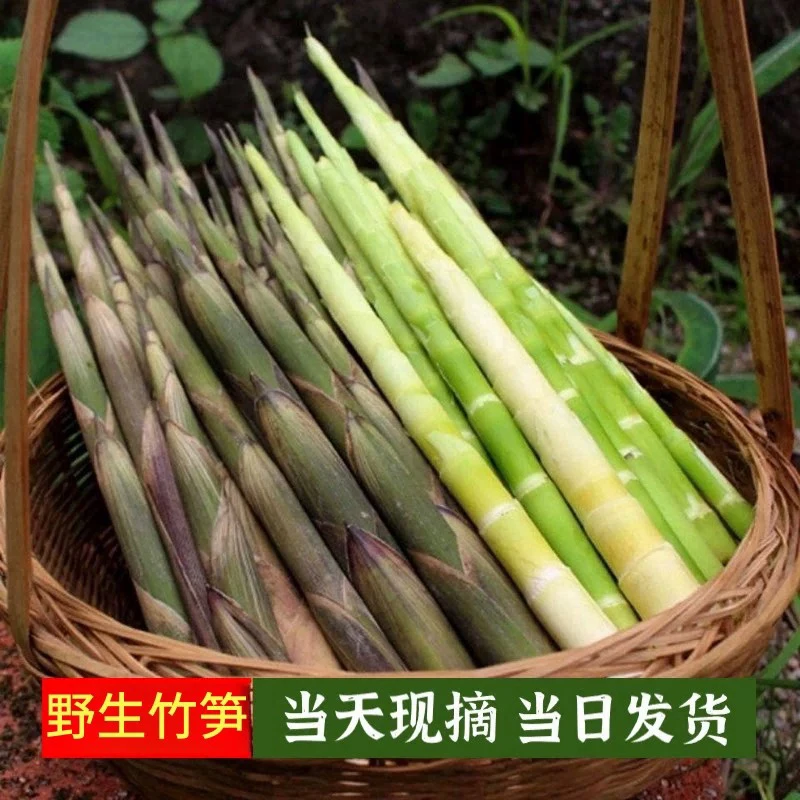 湖南麻阳新鲜竹笋带壳嫩脆美味春笋手剥甜笋笋笋尖