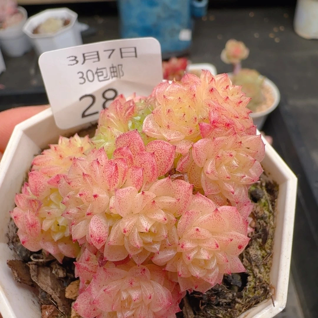 麦秆小脸一颗脱土发货