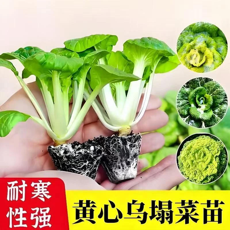 耐寒黄心乌塌菜苗秧苗黑心乌塌菜种子秋冬蔬菜苗地盆栽青菜油麦菜