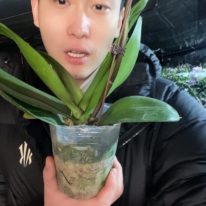 无花朵金边吉祥蝴蝶兰