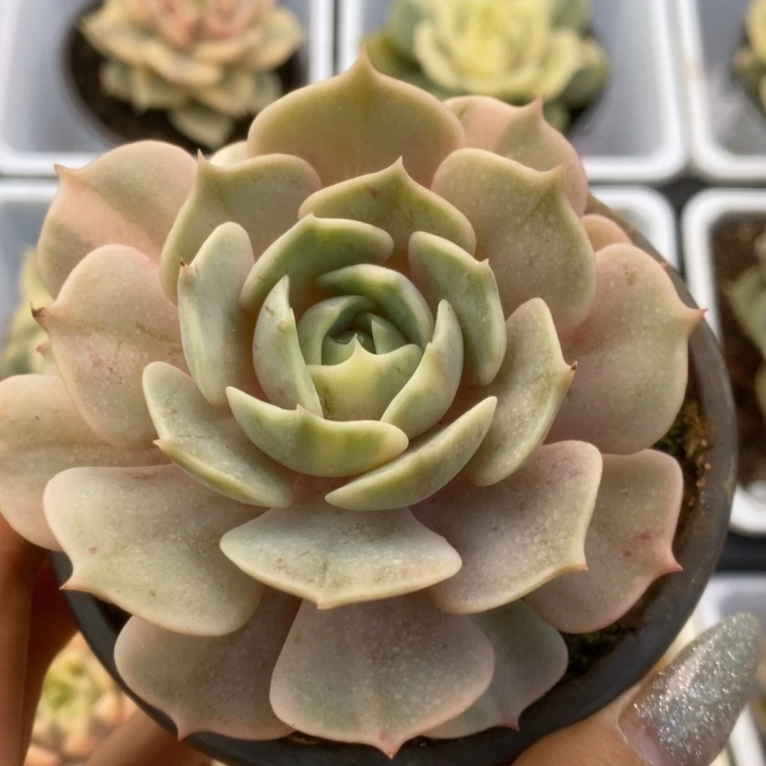 540露娜莲锦锦锦锦锦