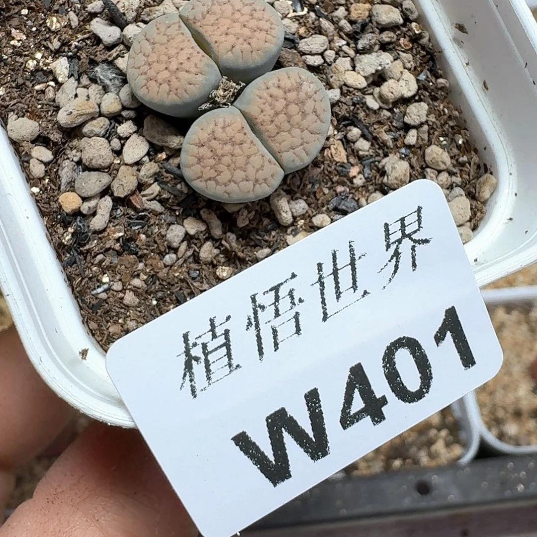 多肉植物的润泽额v g