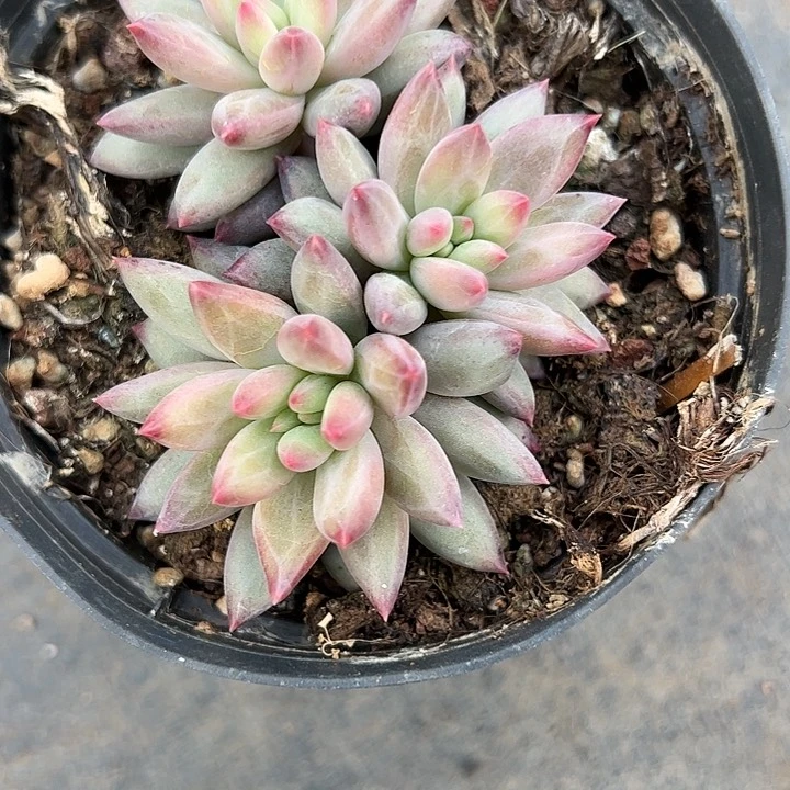 【闪购商品】彩体虞多肉植物