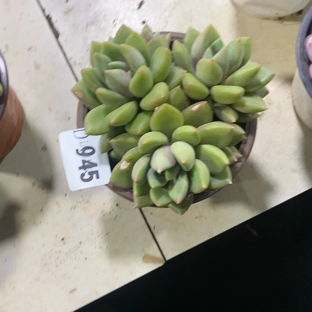 粘****⊙945象牙多肉植物