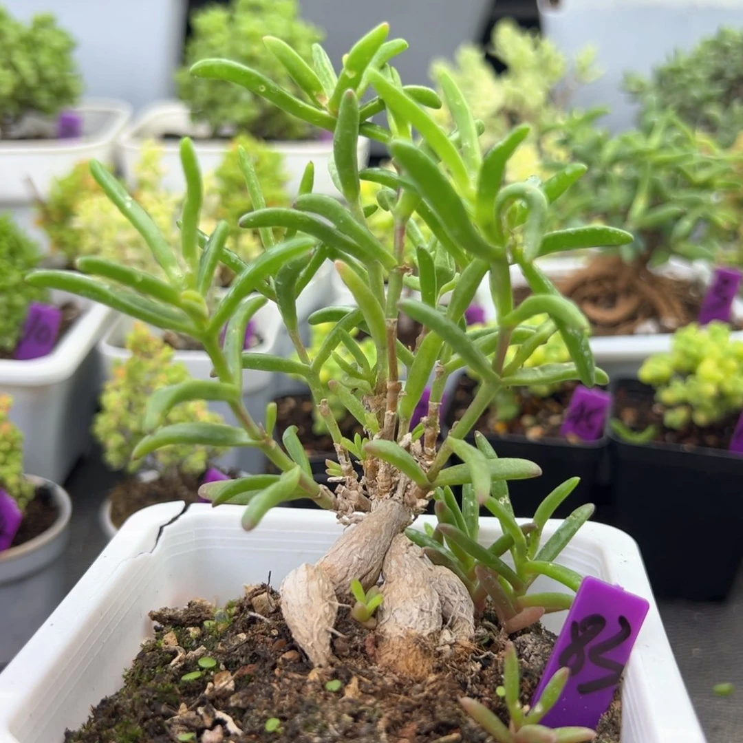 83号造型腿冰花一物一拍