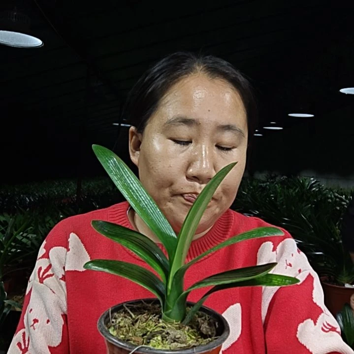 流***水无花朵流年似水    50