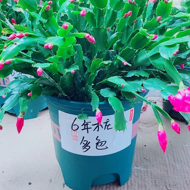 无花朵6年桩白色➕紫色双拼色福利