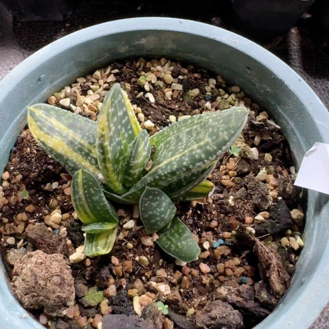 769卧牛锦脱土发货群生