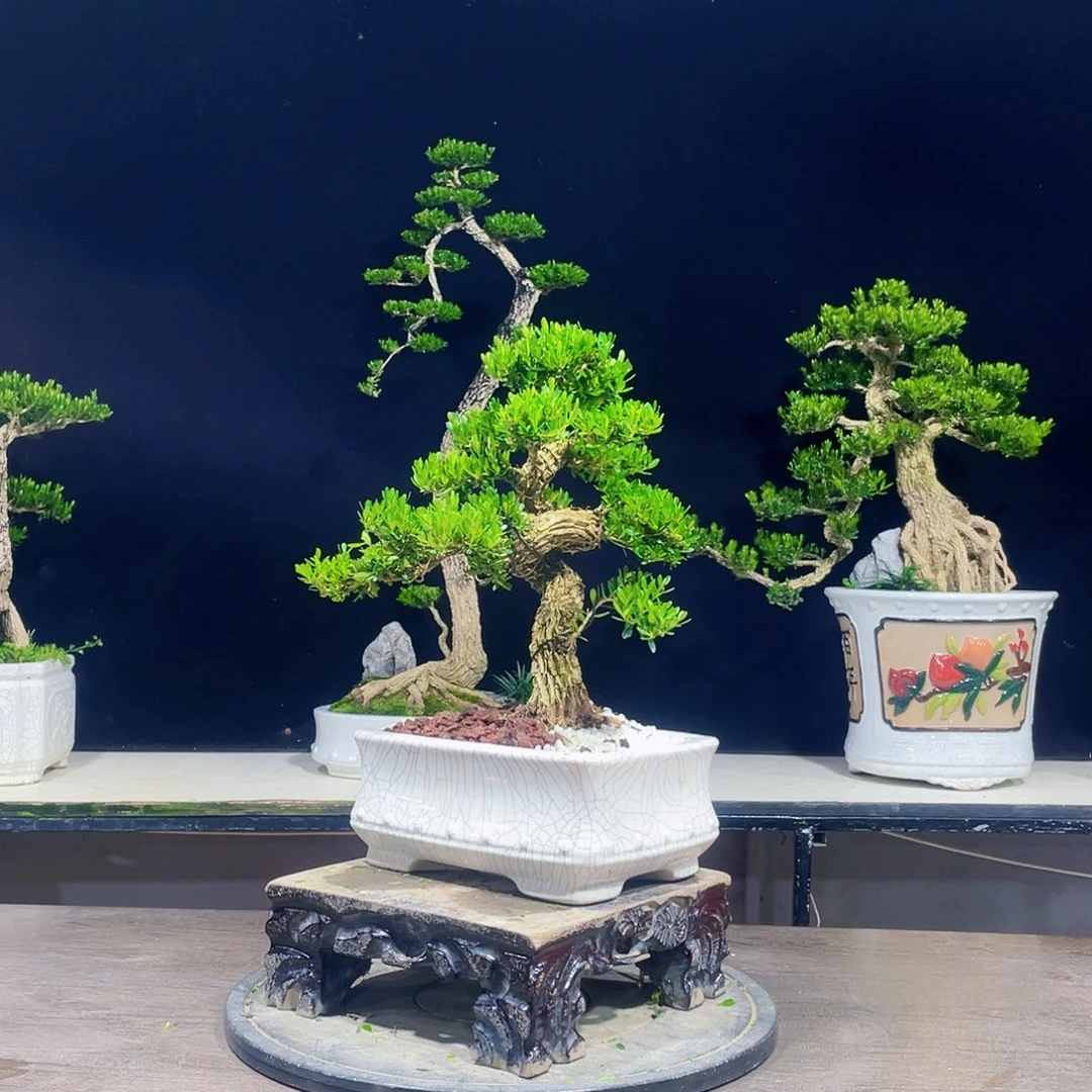 完全开放黄杨盆景四季常青