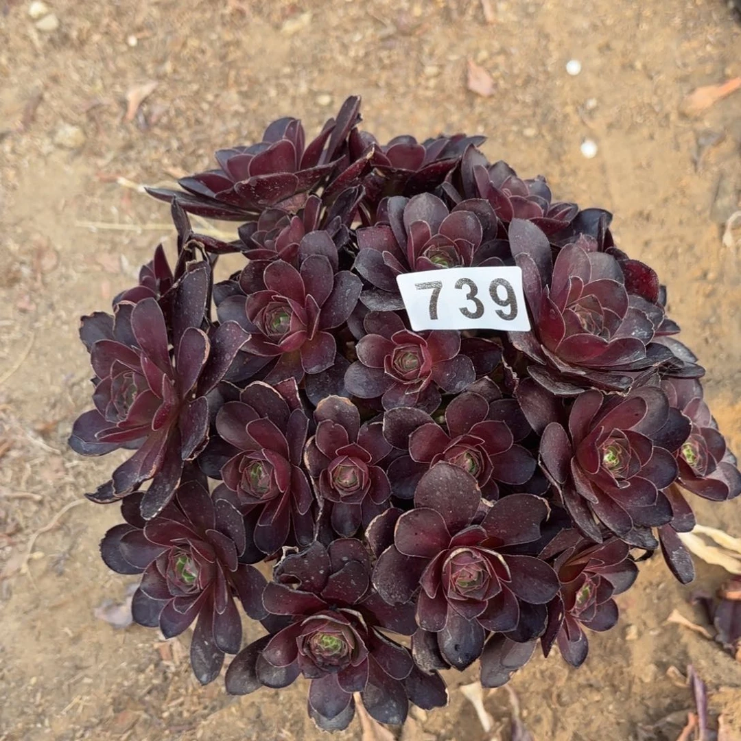 739魅金丛林多肉不包损