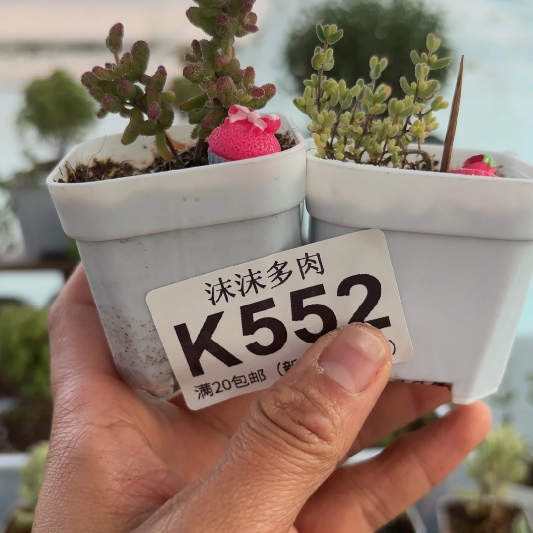 白***露552花斑露锦和米粒锦