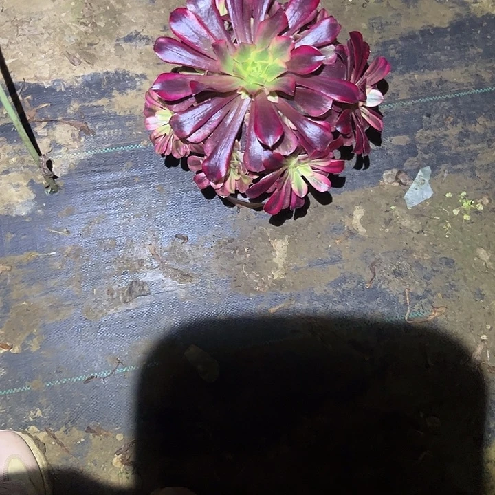 不包侧枝一物一拍53