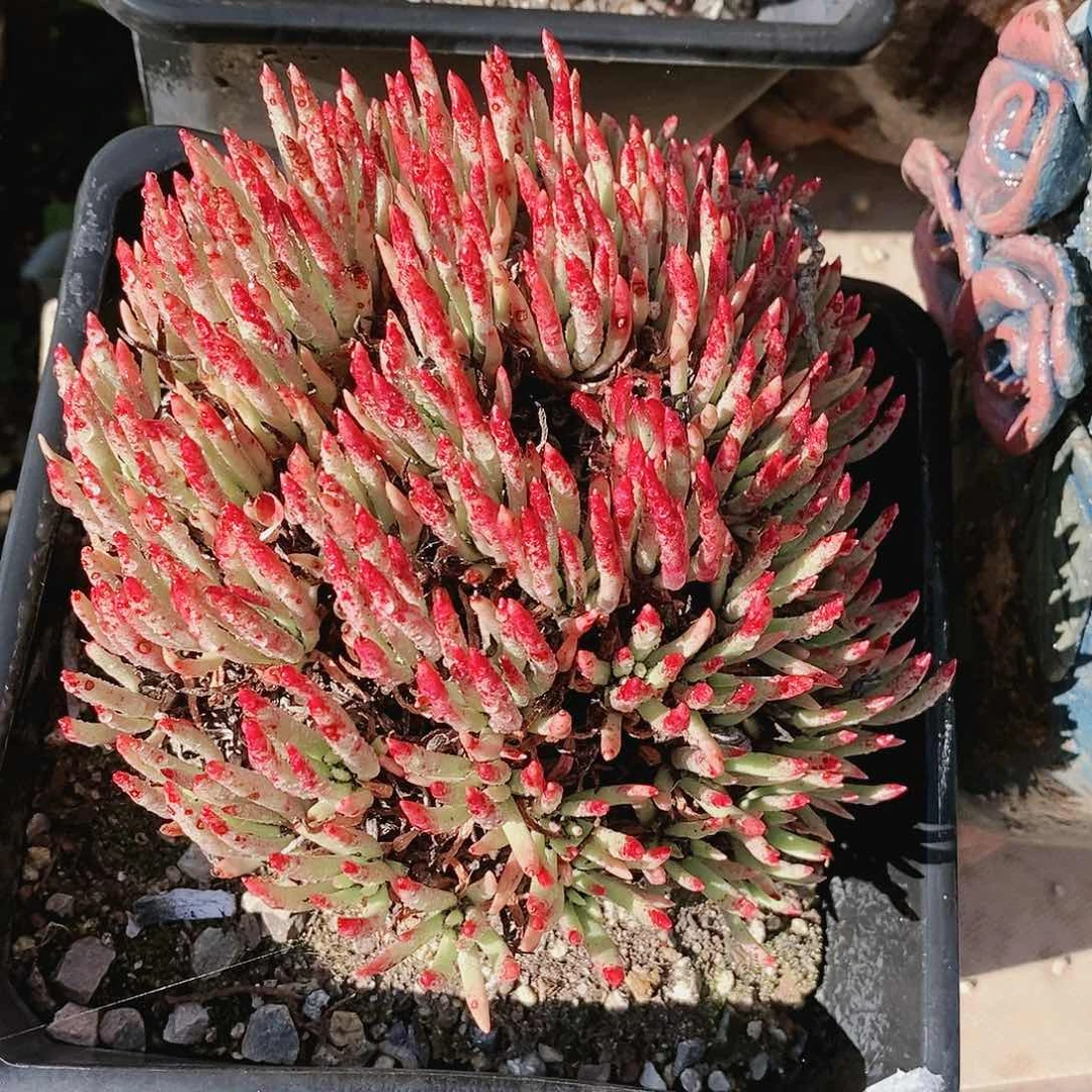 【闪购商品】哈哈哈维思辛达多肉2111