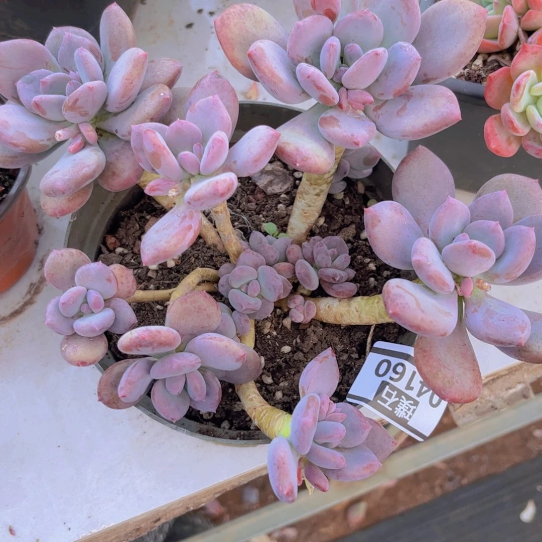 墨西哥美人04160多肉植物