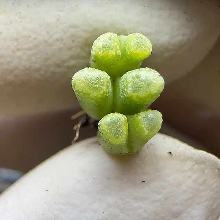 675绿火柴头福利福利