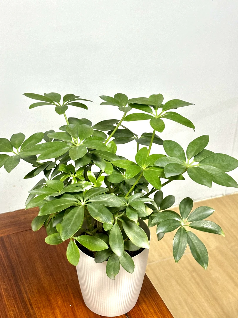 小盆鸭脚木八方来财桌面款室内水培绿植盆栽四季常青净化空气