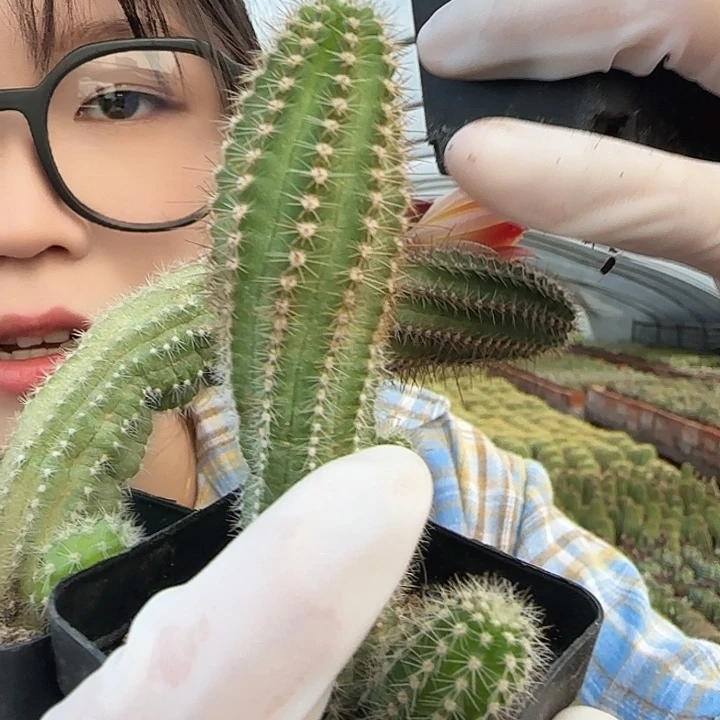 吕根岛火焰四颗（掉头掉崽不售后）