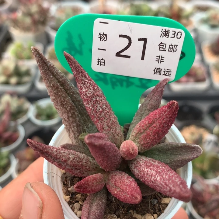 纯红哈默杂 多肉。21