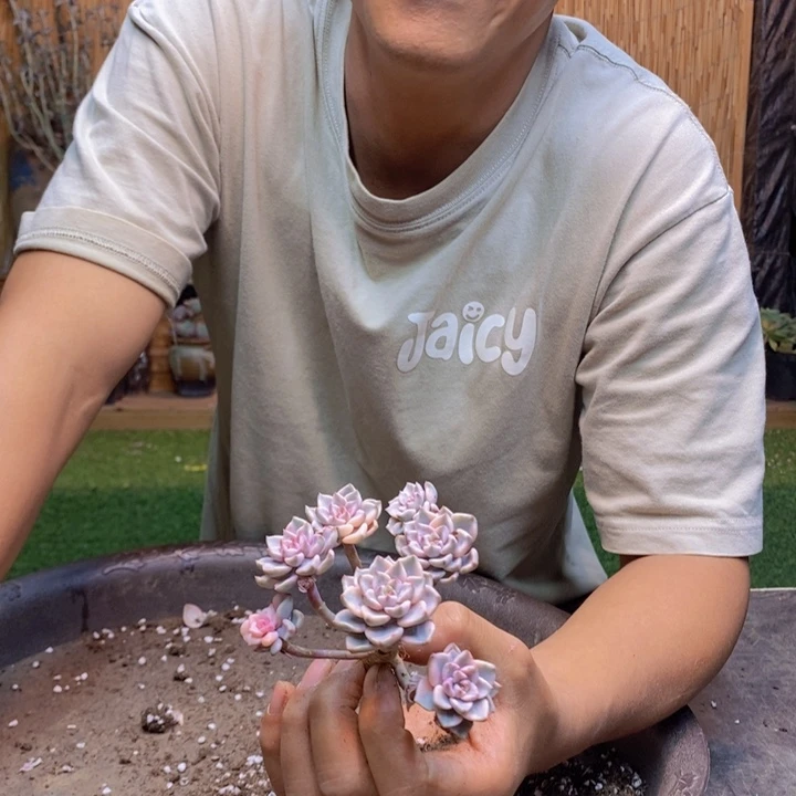 默***默79 号红粉佳人多肉植物