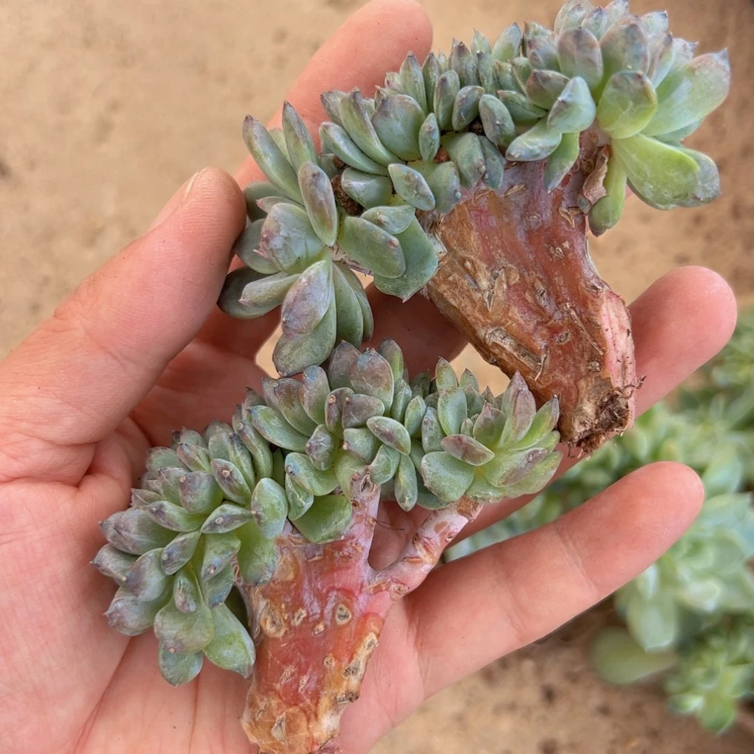 新年快乐 新年快乐