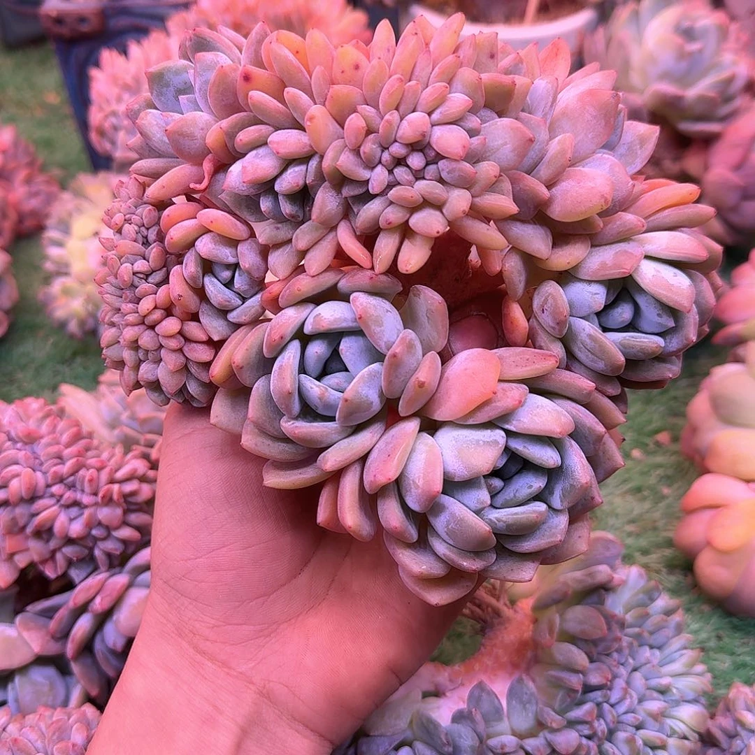 星影树缀无砍多肉