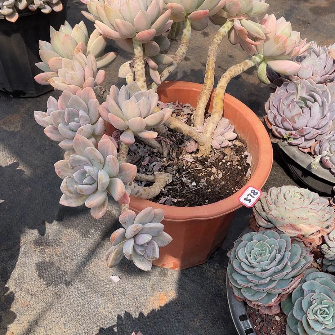 578冬美人 一物一拍多肉