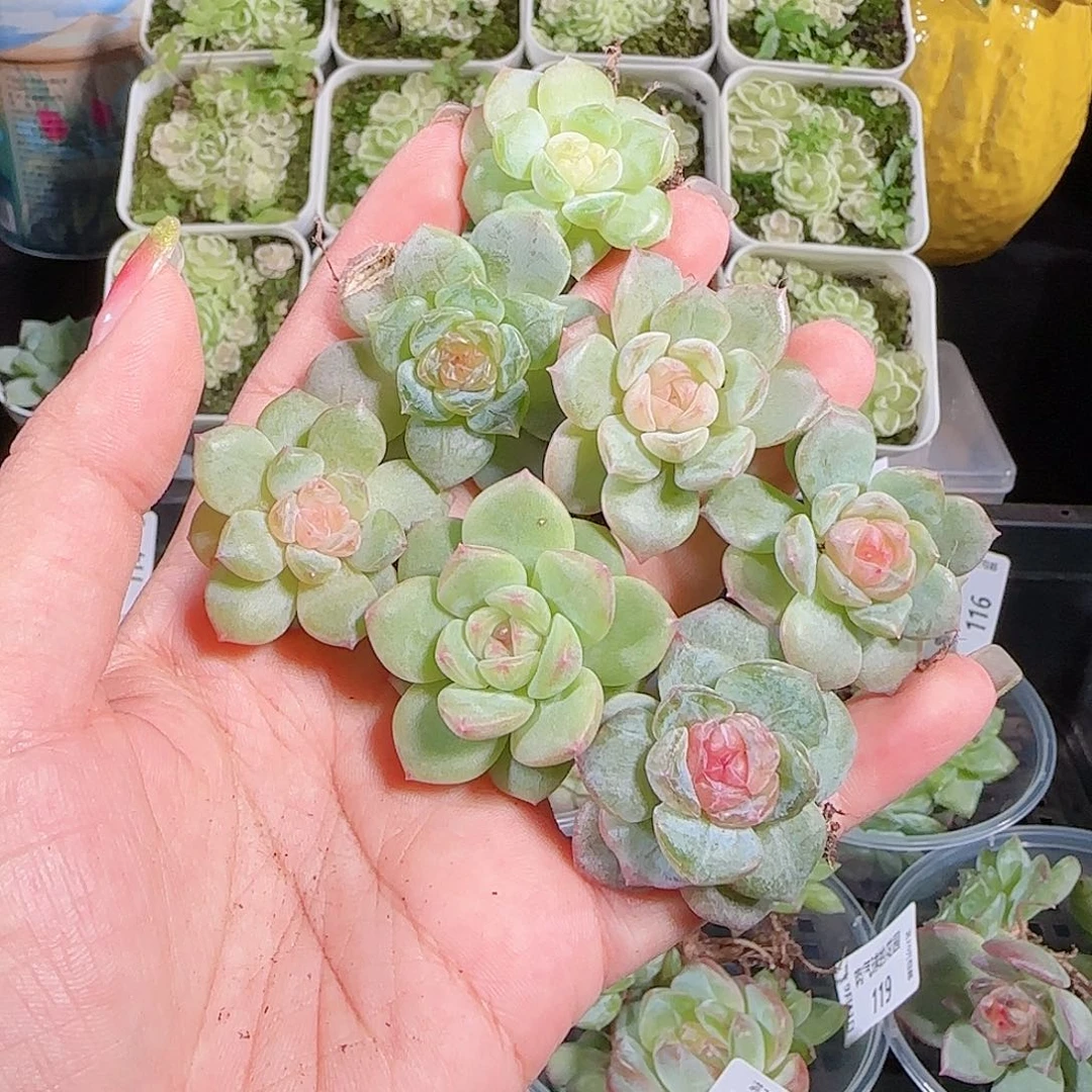 0911---123糖心珍妮