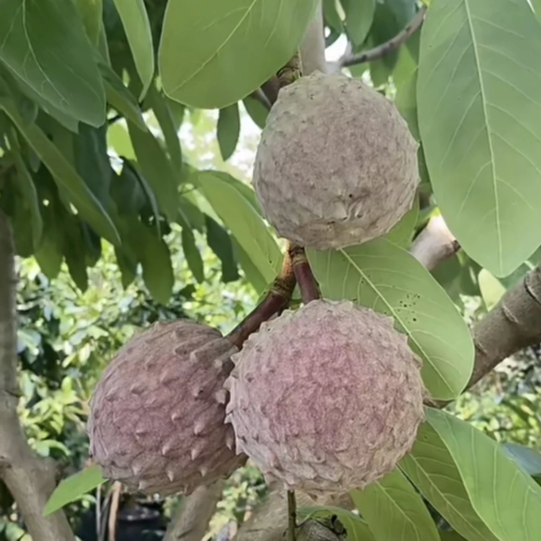 新品种伊拉玛释迦苗 营养杯苗释迦苗 番荔枝苗 庭院种植 盆栽