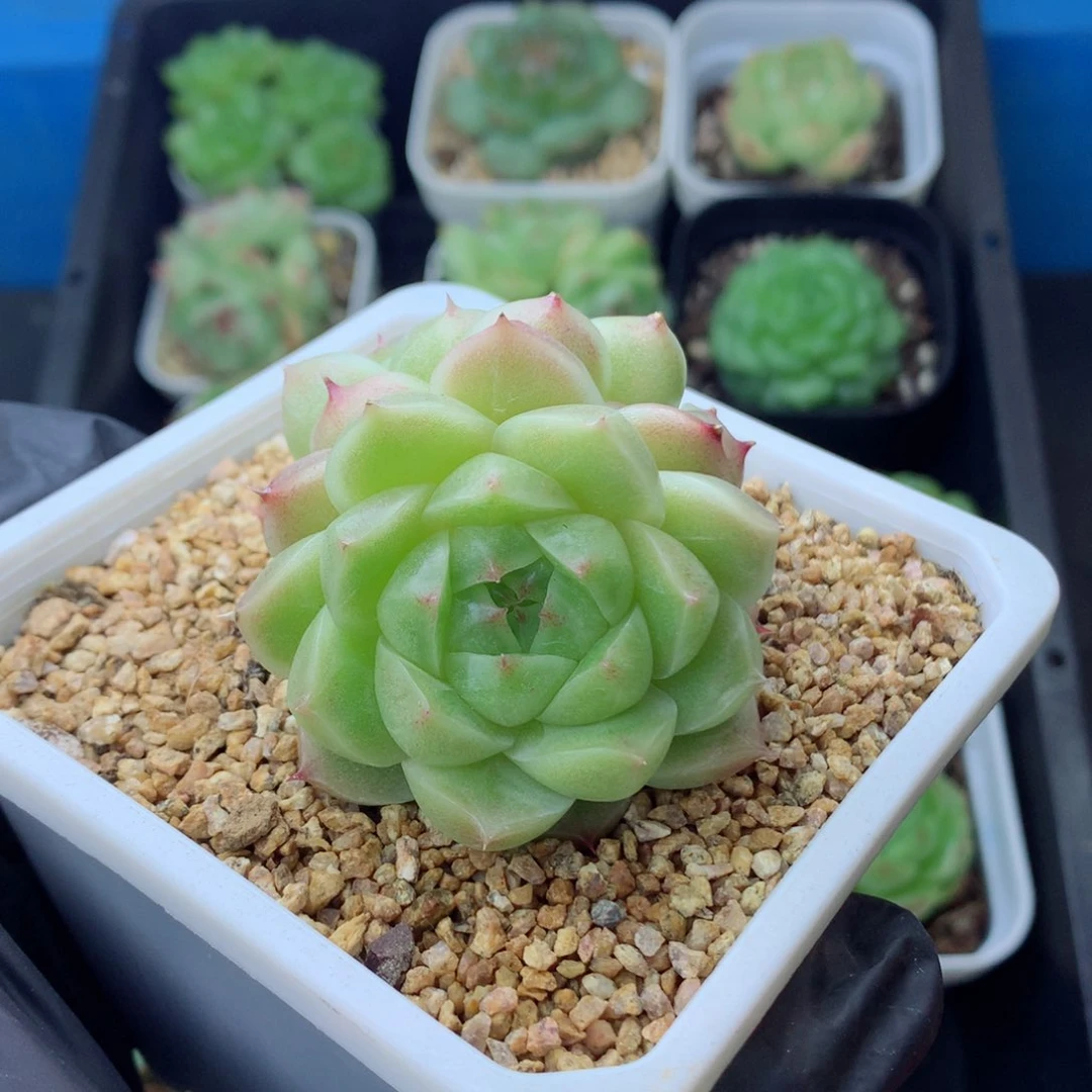 58包邮  群生不包整麦秆81