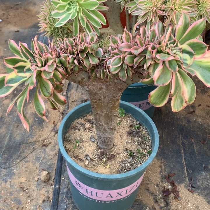 燕姿缀老桩002多肉植物