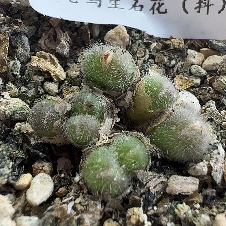 老马生石花毛球3006
