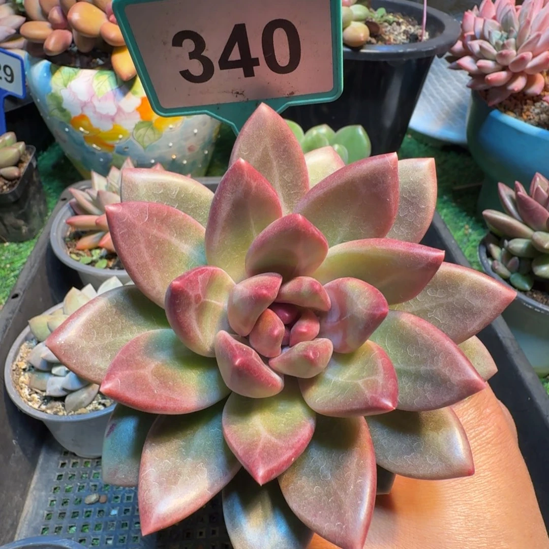 多肉植物迷雾泡泡340