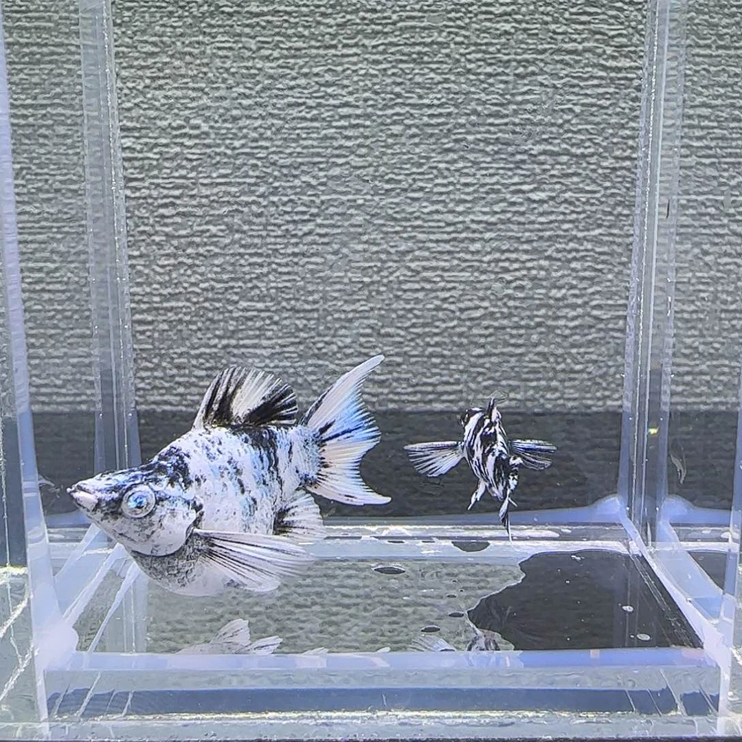 黑玛丽鱼水墨钻石眼