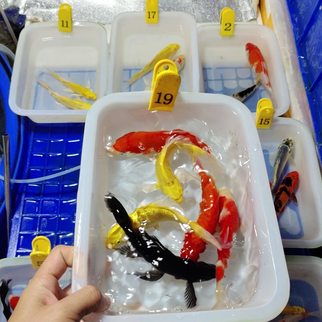 海水鱼活体锦鲤观赏鱼好养耐活