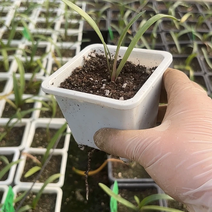 梦幻原盆原土1.5左右