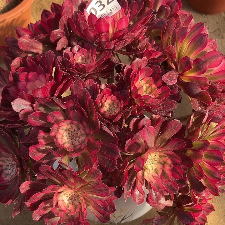 舞**心3.13-32红桐柏多肉