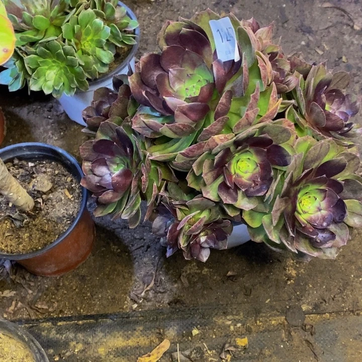 黑膜多肉断头不包1247