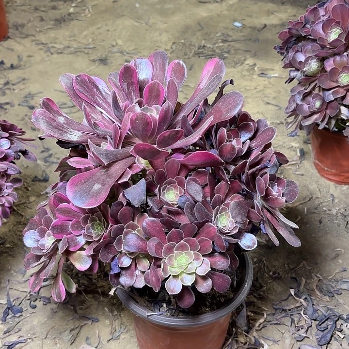 多肉植物金丝雀阴阳14