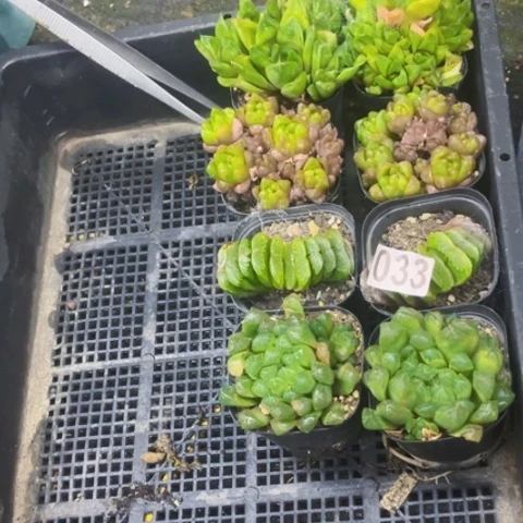 033雨露8盆一筐量拍如图