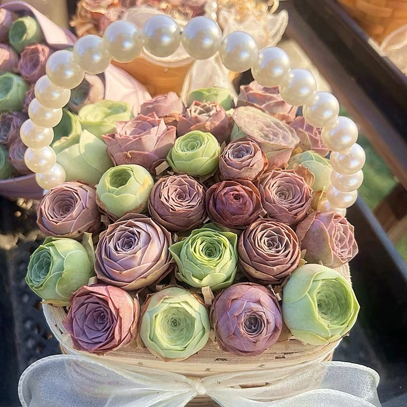 随机两颗玫瑰多肉