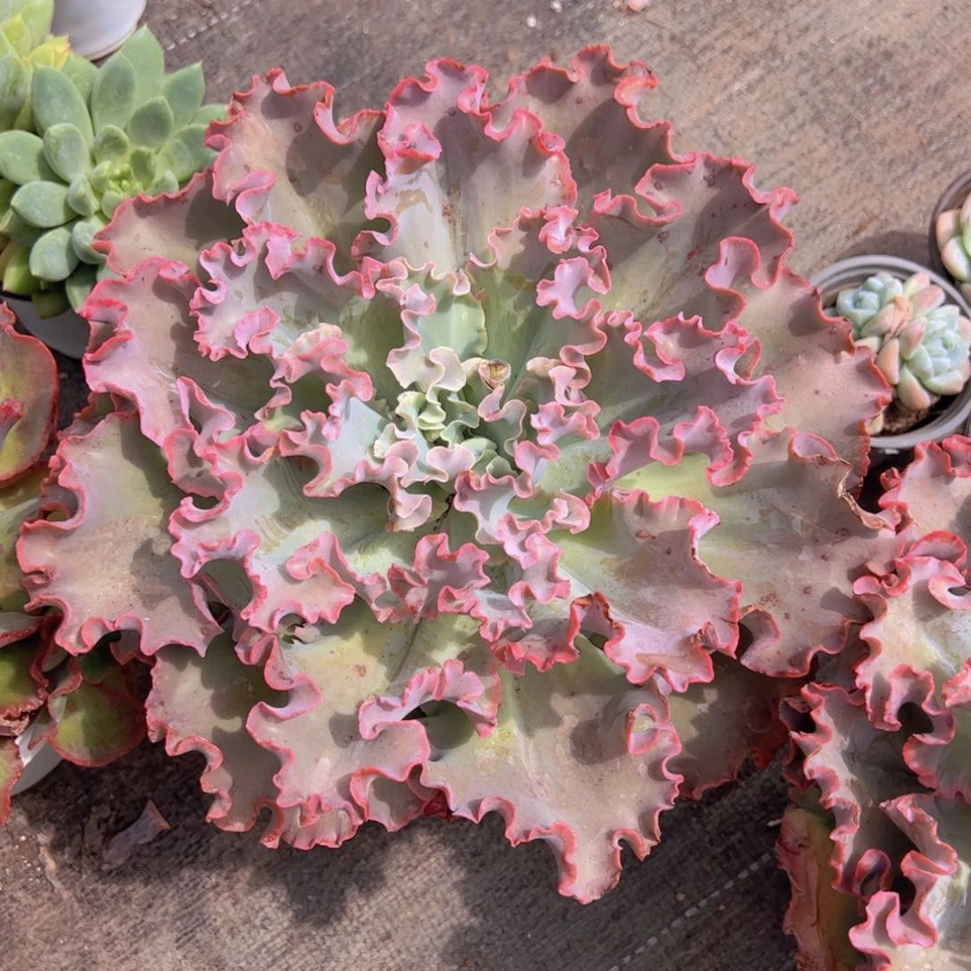 高莎之翁超级大大单头老桩