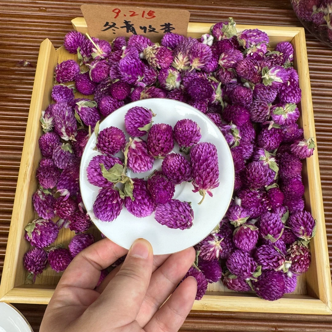 大理头采紫巧梅 花中紫宝石 冬青严选